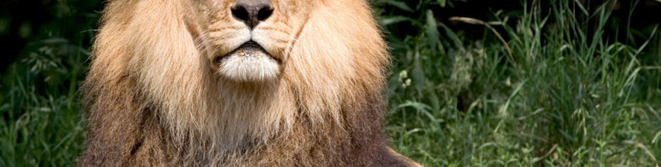 Животные-(1)