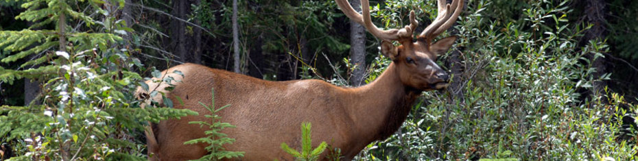 Животные-(2)