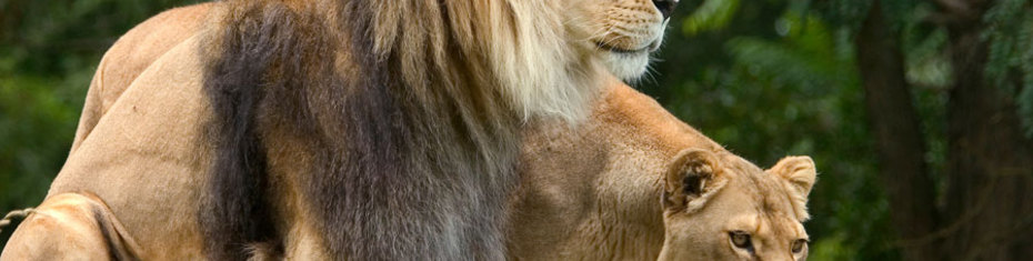 Животные-(3)