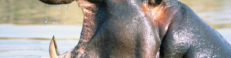 Животные-(5)