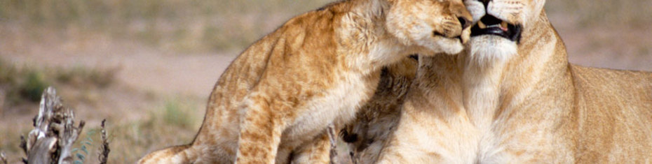 Животные-(6)