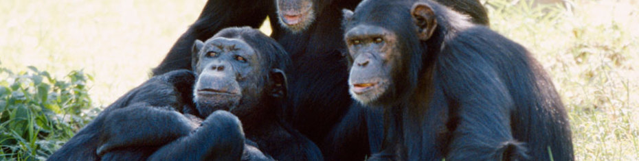 Животные-(7)