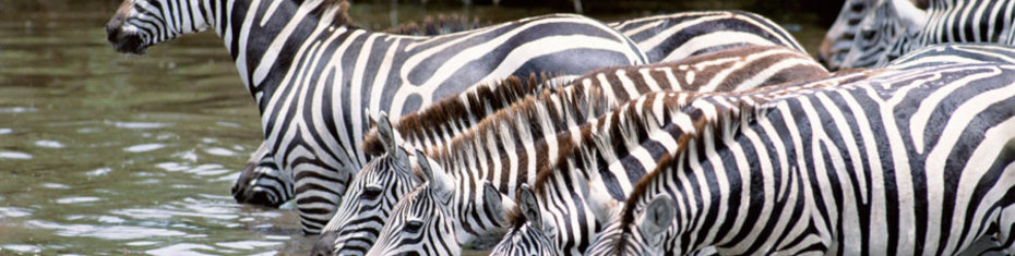 Животные-(8)