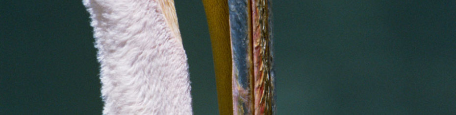 Животные-(9)