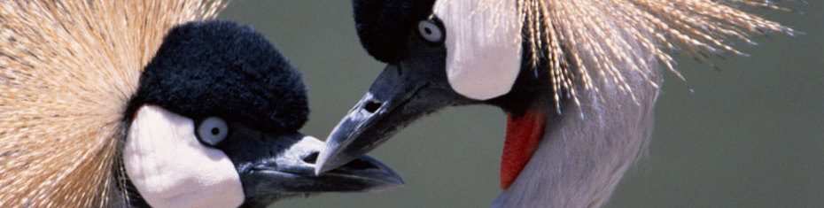 Животные-(10)