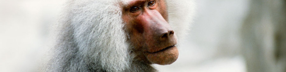 Животные-(11)