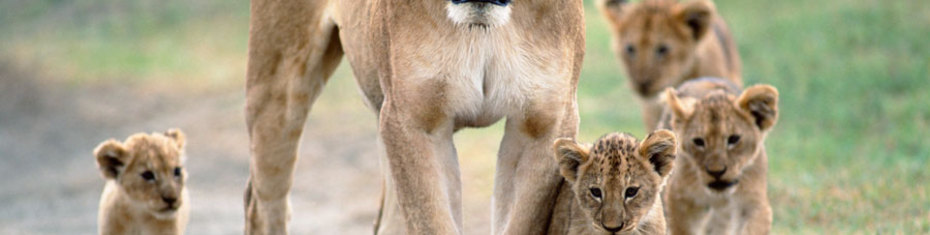 Животные-(12)