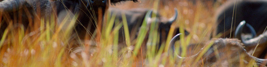 Животные-(13)