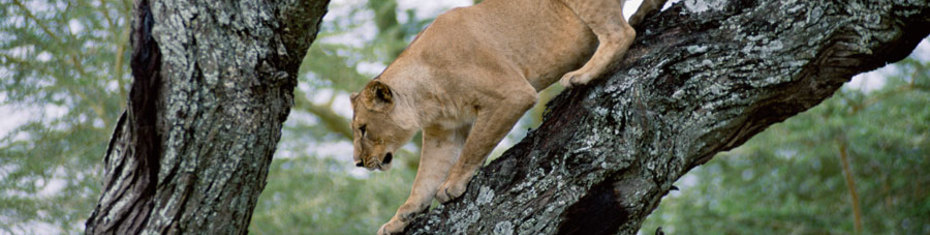 Животные-(14)