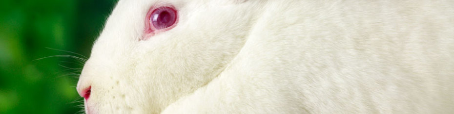 Животные-(15)