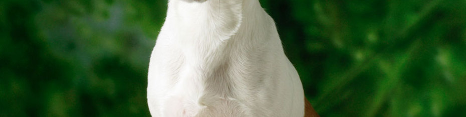 Животные-(16)