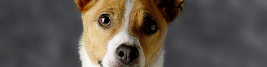 Животные-(17)