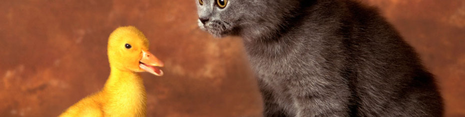 Животные-(18)