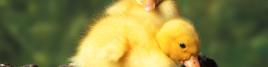 Животные-(19)