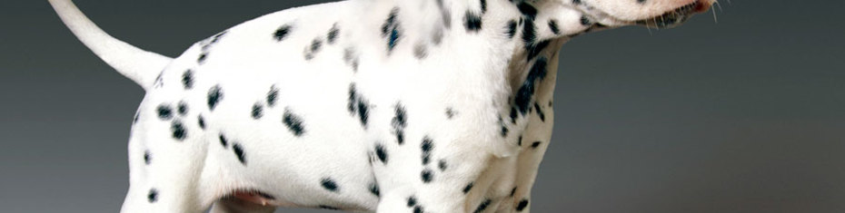 Животные-(20)