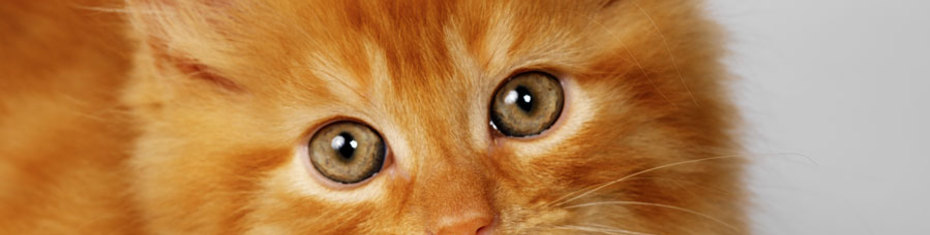 Животные-(21)