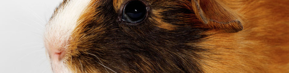 Животные-(22)