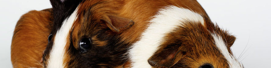 Животные-(23)