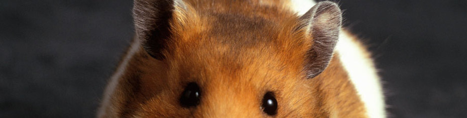 Животные-(24)