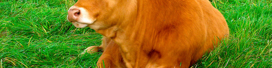 Животные-(25)