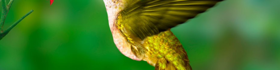 Животные-(26)