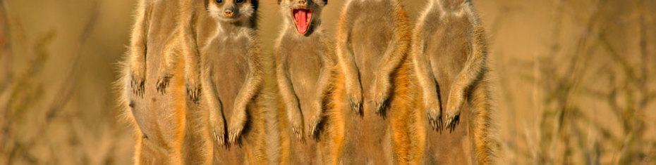 Животные-(27)