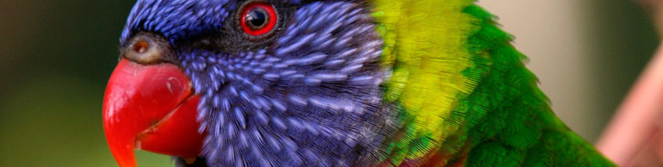 Животные-(28)