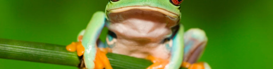 Животные-(30)