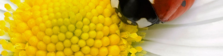 Животные-(33)