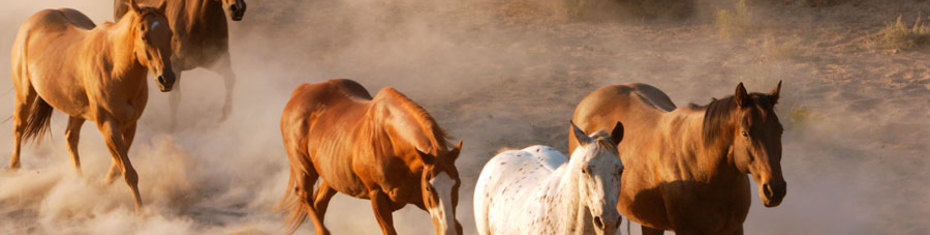 Животные-(34)