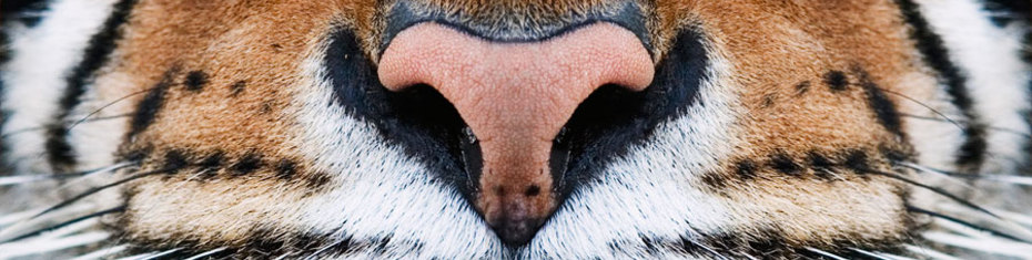 Животные-(36)