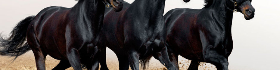 Животные-(37)