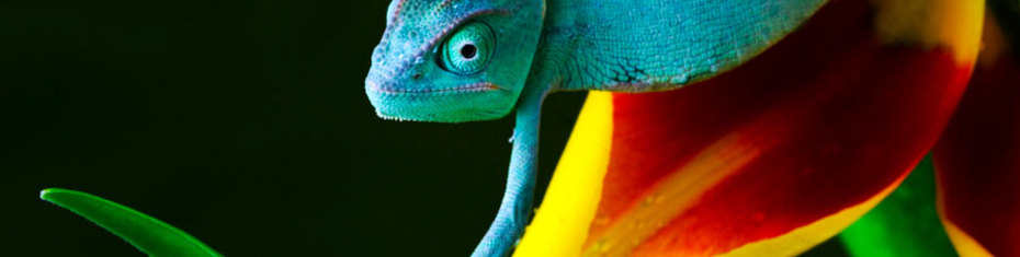 Животные-(38)