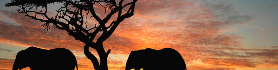 Животные-(39)