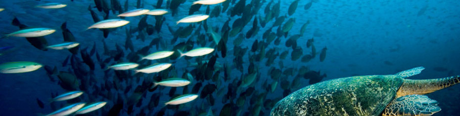 Животные-(40)