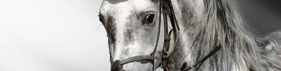 Животные-(44)