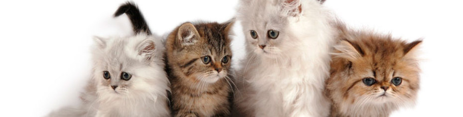 Животные-(45)