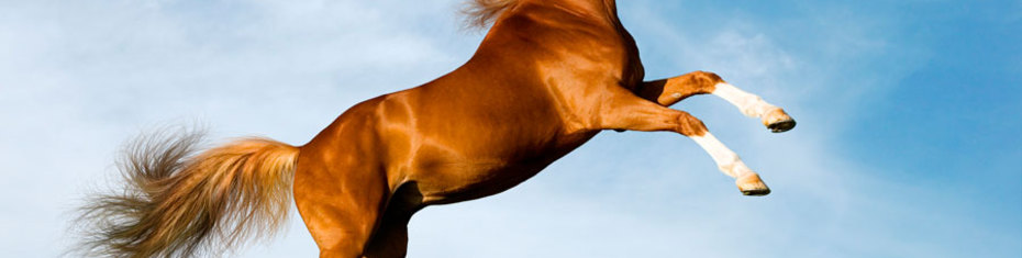 Животные-(47)