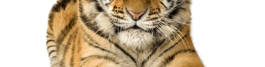 Животные-(48)