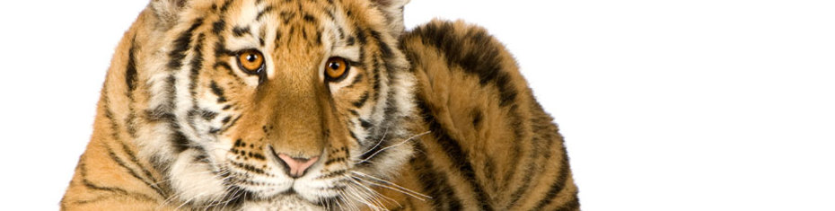 Животные-(49)