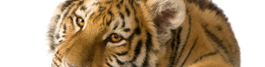 Животные-(50)