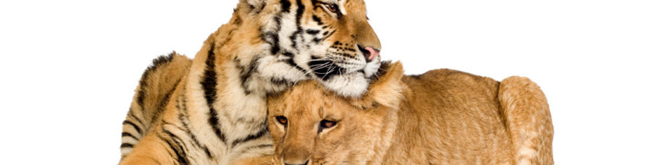 Животные-(51)