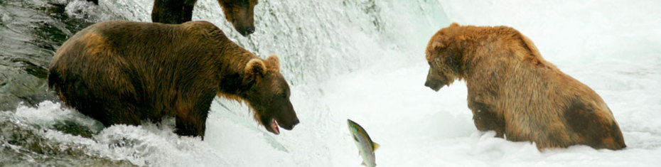 Животные-(55)