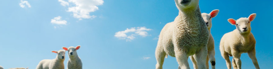 Животные-(57)