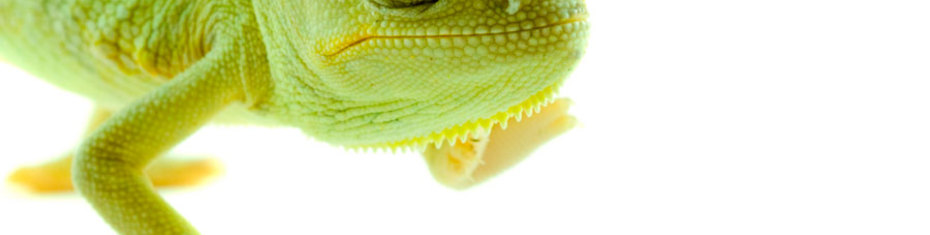 Животные-(58)