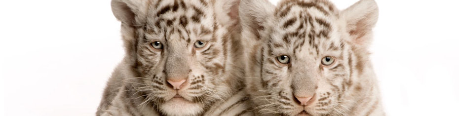 Животные-(61)