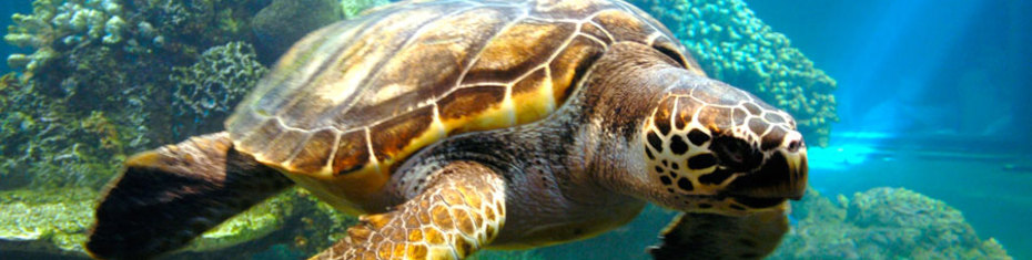 Животные-(62)