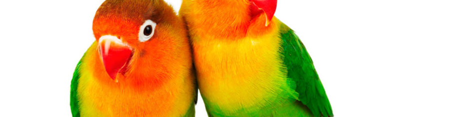 Животные-(63)