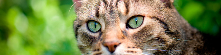 Животные-(65)