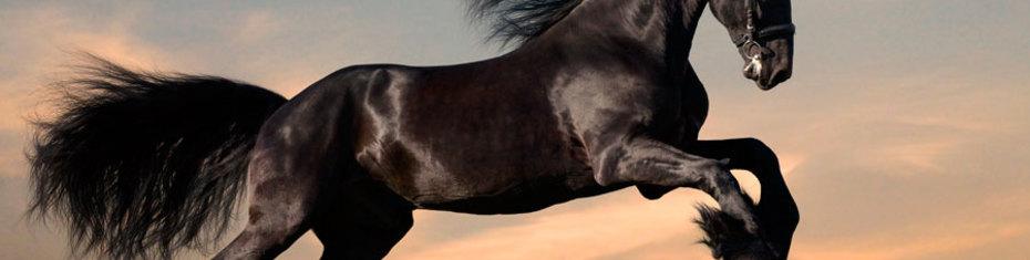 Животные-(67)